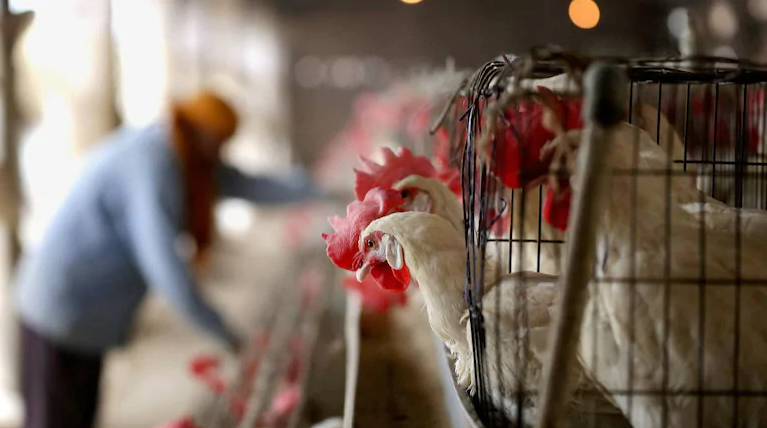 Five Indian states confirmed Bird Flu cases, states on alert