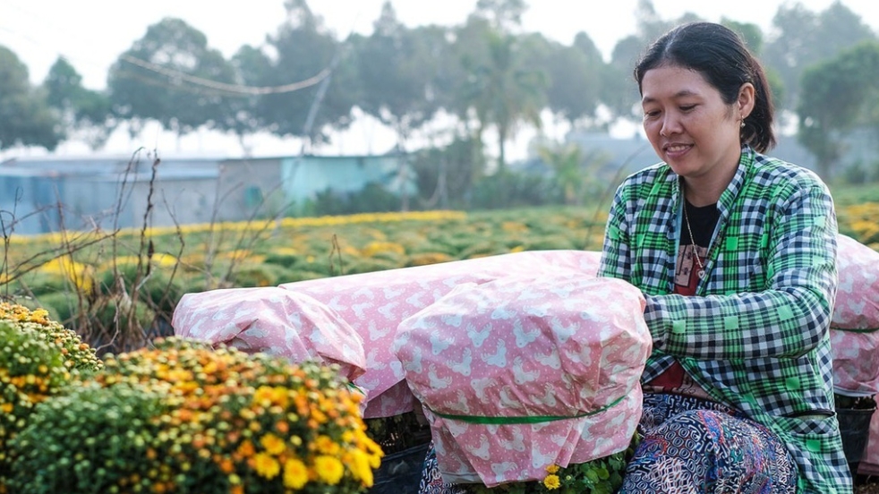 daisy blossoms glow sa dec village as tet gets closer