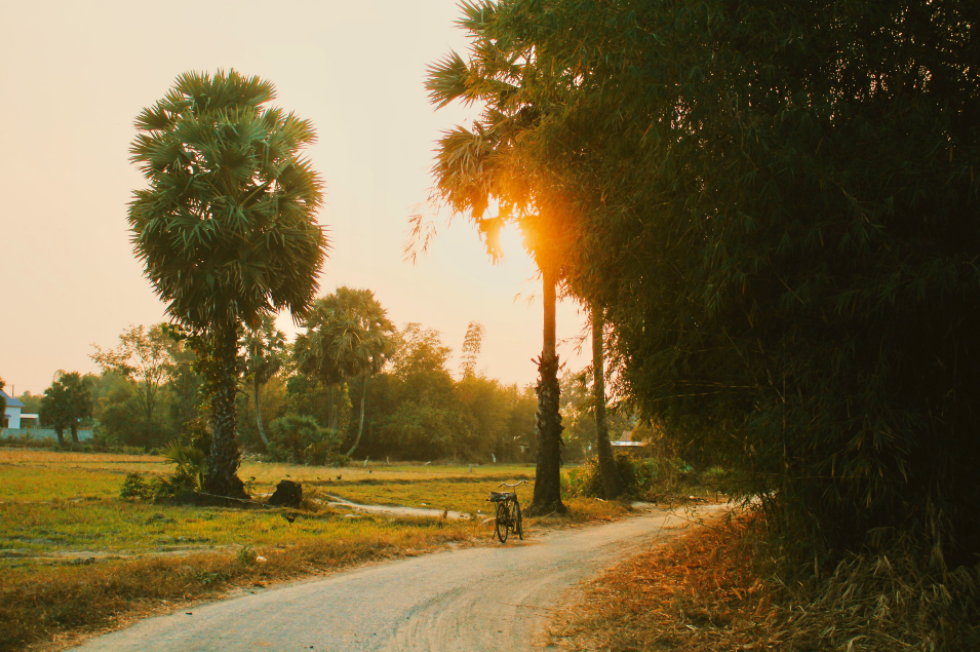 Golden An Giang in harvest season