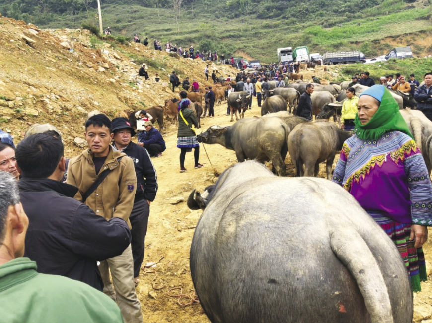 Unique buffalo market in the Northwest