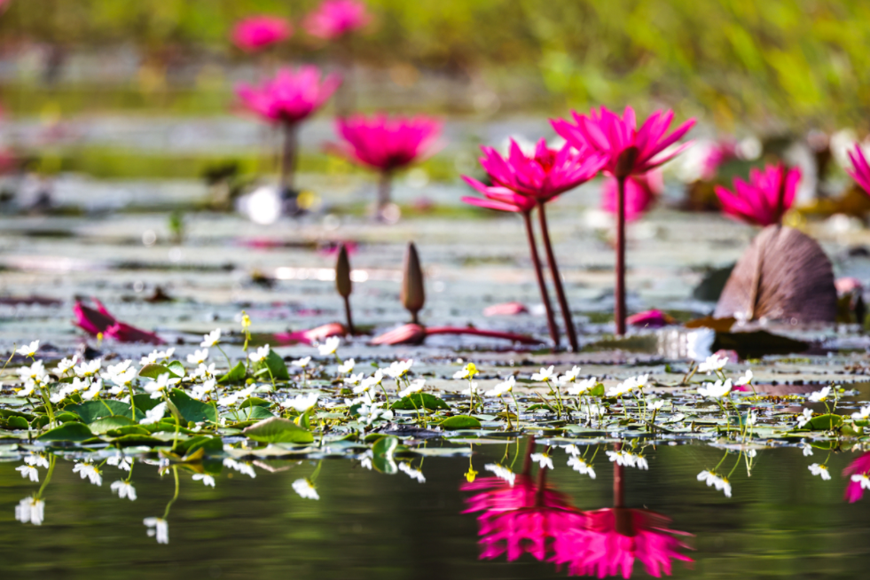 Tram Chim (Dong Thap) in the season of birds and flowers
