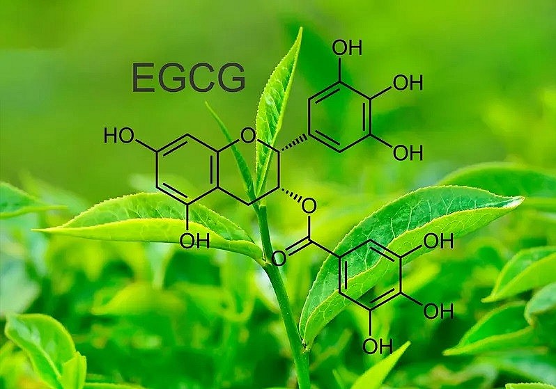 Antioxidant Effects in Green Tea: Secret to a Healthy and Energetic Lifestyle