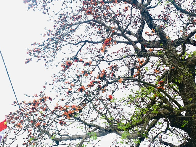 150 year-old silk-cotton tree in Nghe An recognized as Vietnam Heritage Tree
