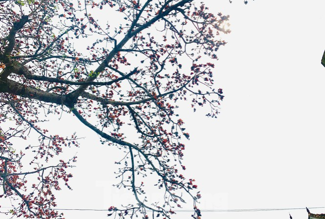 150 year-old silk-cotton tree in Nghe An recognized as Vietnam Heritage Tree