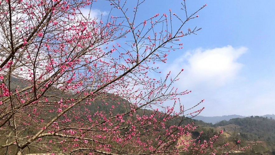 Stunning Peach Forest Blooms Late in Ha Giang