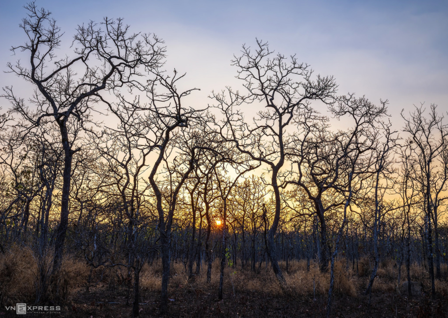 Dak Lak Tourism: Admire birds in the dipterocarp forest