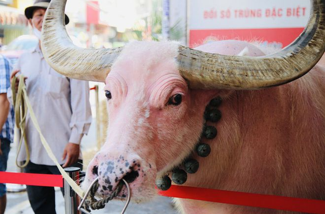Watch video: Vietnamese pink buffalo got expats' attention