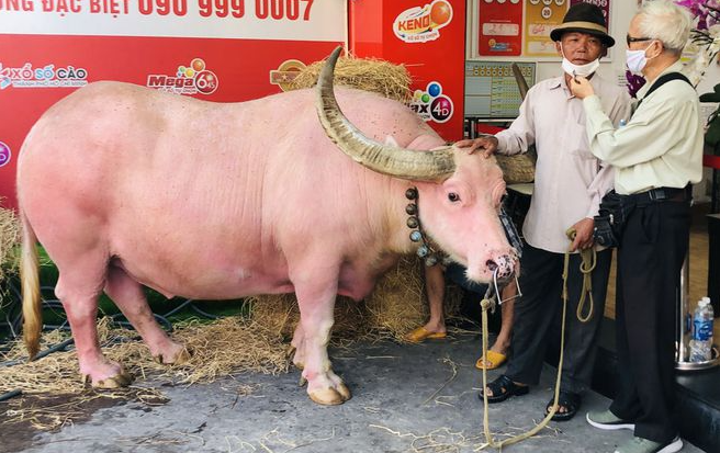 Watch video: Vietnamese pink buffalo got expats' attention