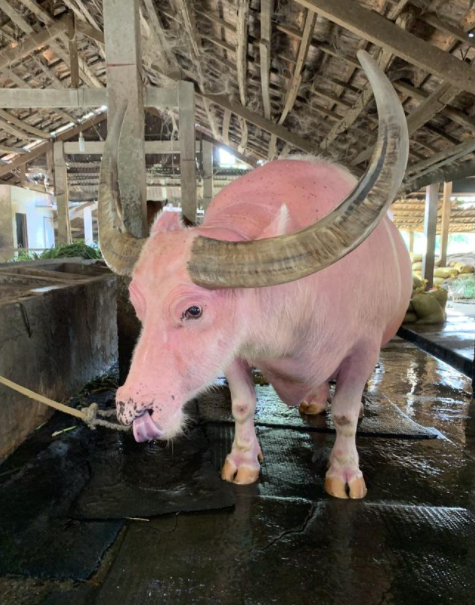 Watch video: Vietnamese pink buffalo got expats' attention