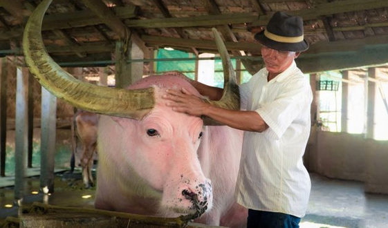 Watch video: Vietnamese pink buffalo got expats' attention