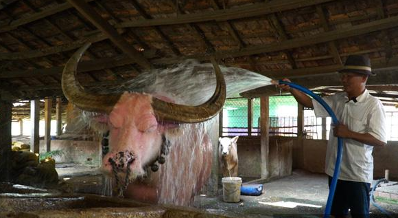 Watch video: Vietnamese pink buffalo got expats' attention