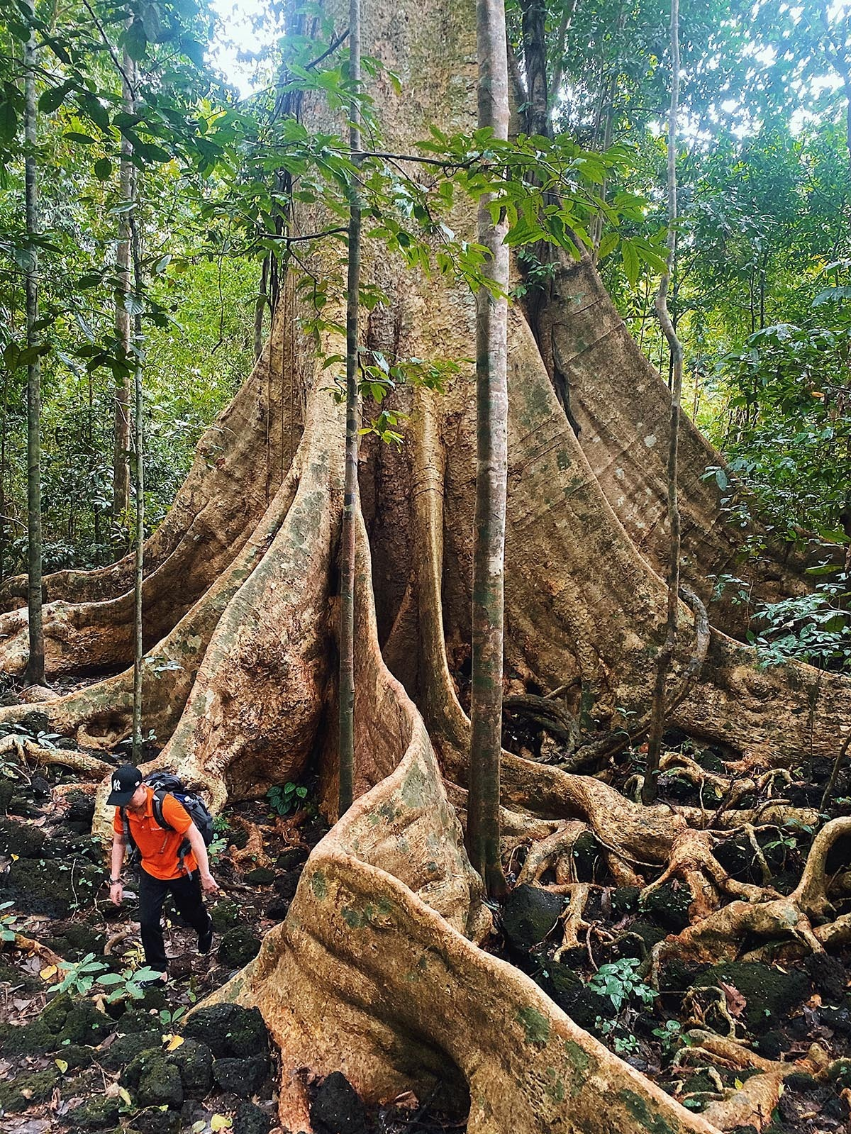 5 giant trees attract tourists across Vietnam
