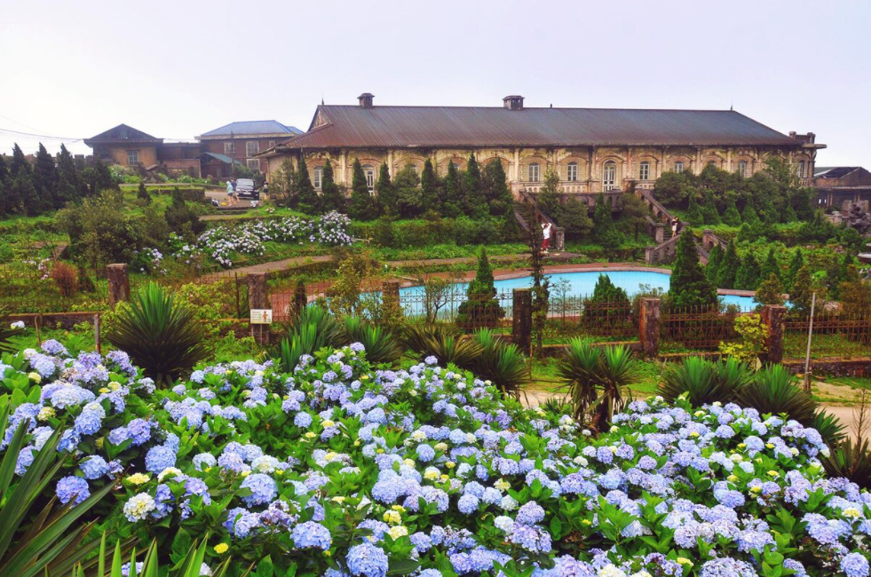 Hydrangea 'carpet' blooms on top of Mau Son