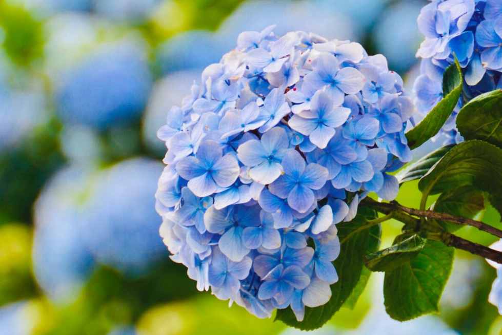 Hydrangea 'carpet' blooms on top of Mau Son