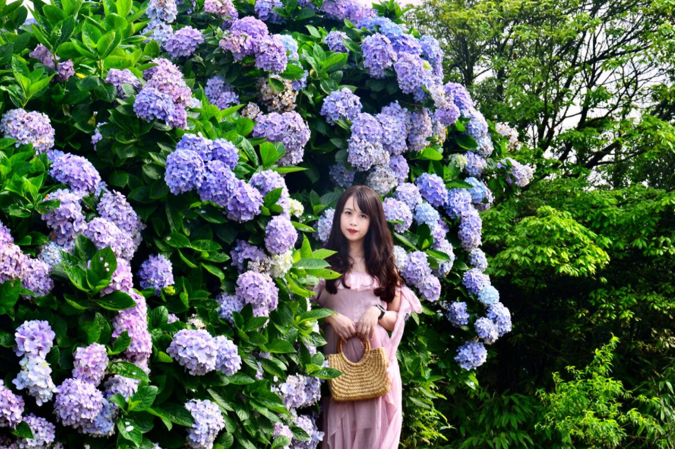 Hydrangea 'carpet' blooms on top of Mau Son