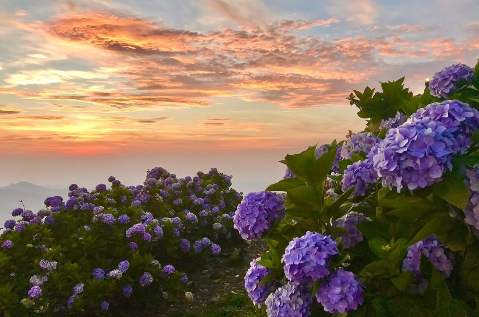 Hydrangea 'carpet' blooms on top of Mau Son