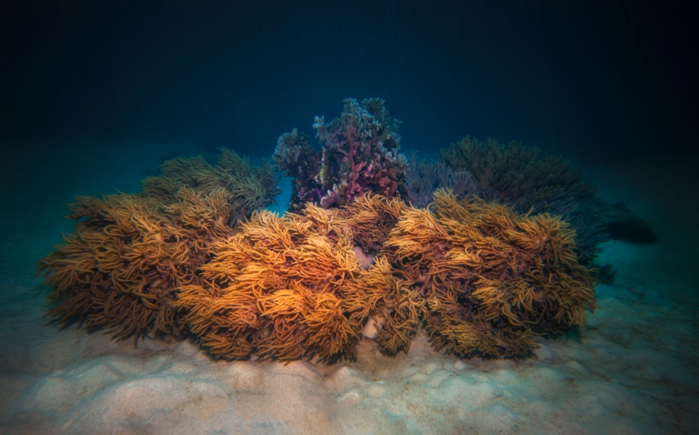 Explore the seabed of Hon Mun island