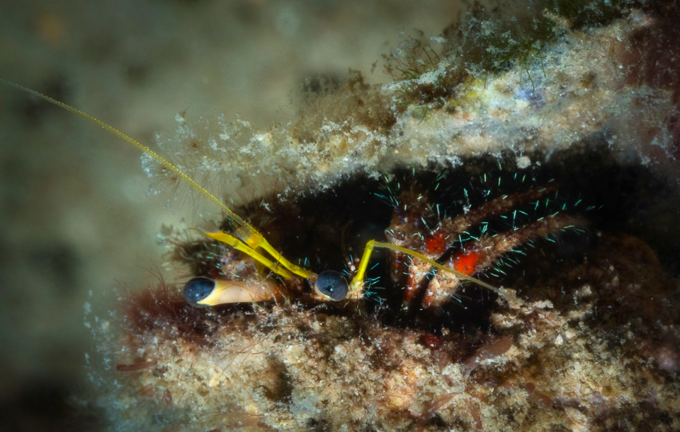 Explore the seabed of Hon Mun island