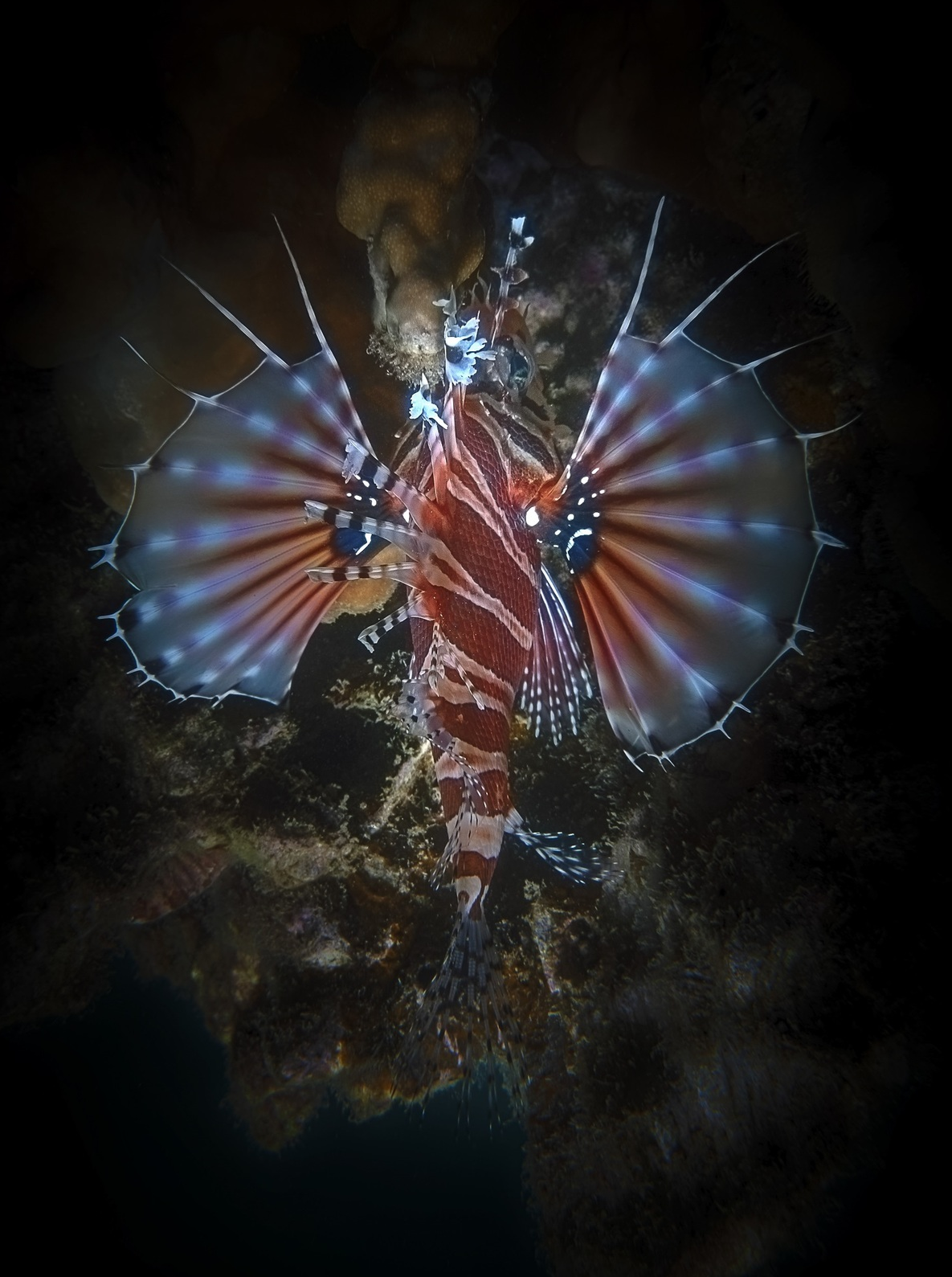 Explore the seabed of Hon Mun island