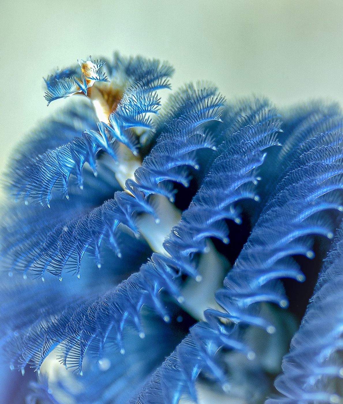 Explore the seabed of Hon Mun island