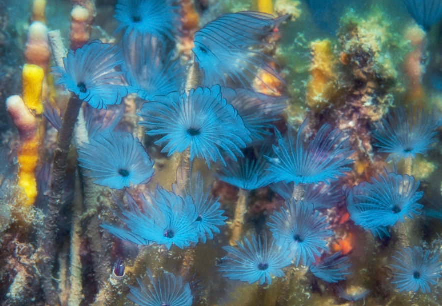 Explore the seabed of Hon Mun island
