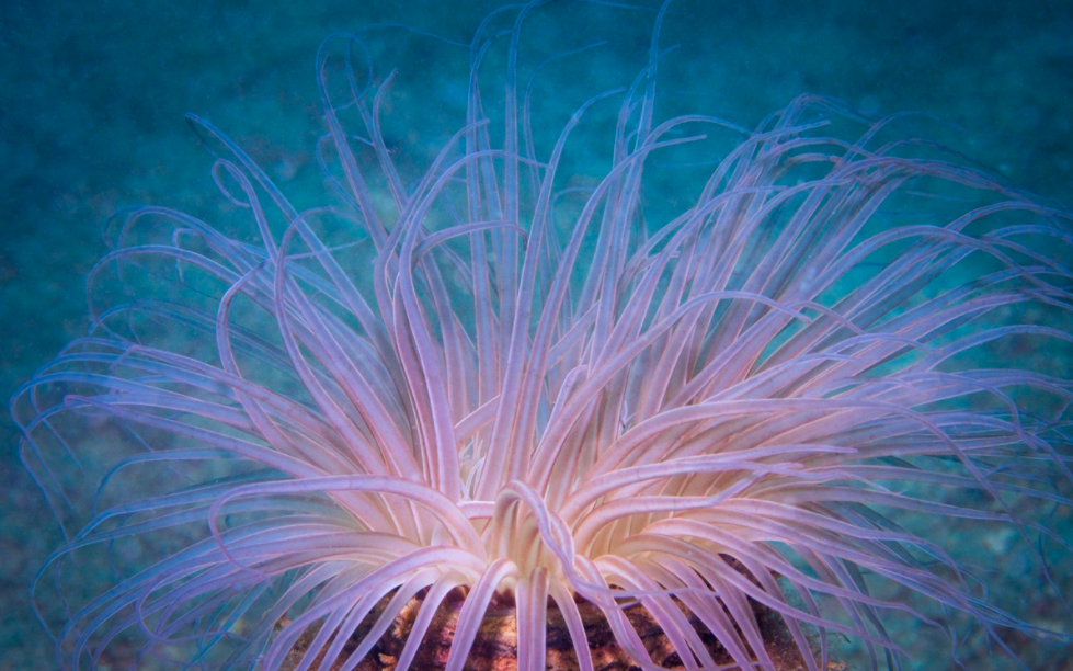 Explore the seabed of Hon Mun island