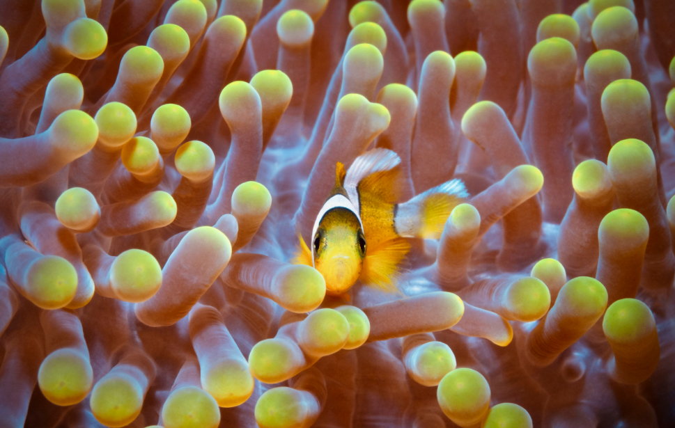 Explore the seabed of Hon Mun island