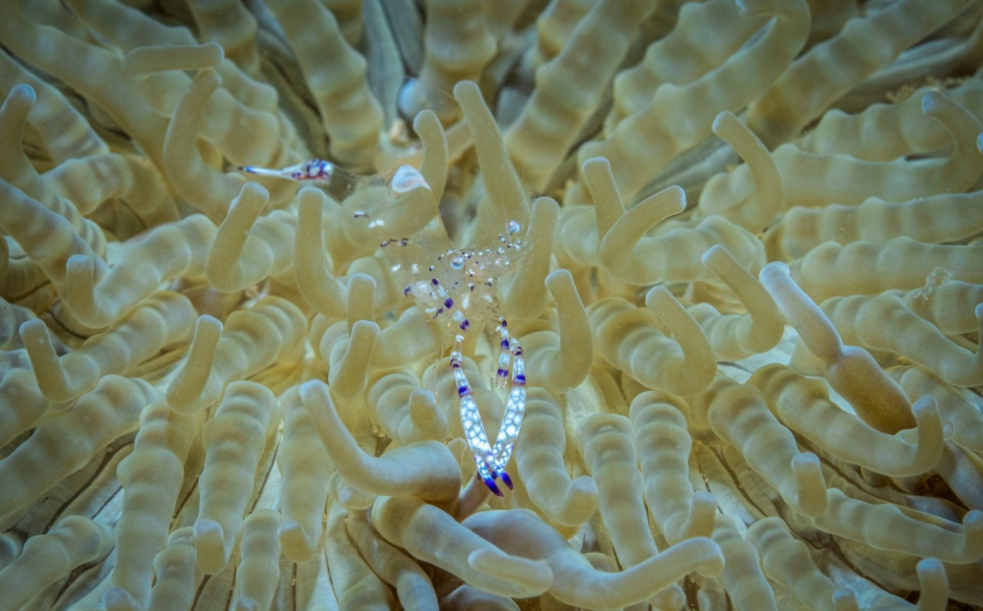 Explore the seabed of Hon Mun island