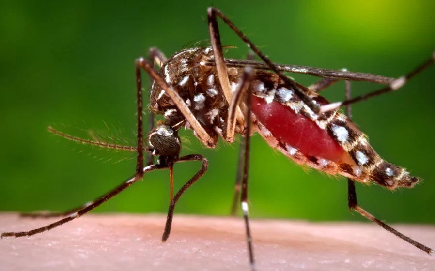 provinces sharing border with cambodia take proactive measures against chikungunya virus