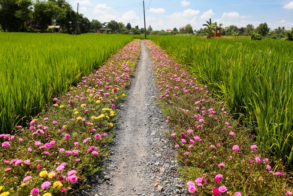 breathtaking sight of moss rose flower road in the outskirts saigon