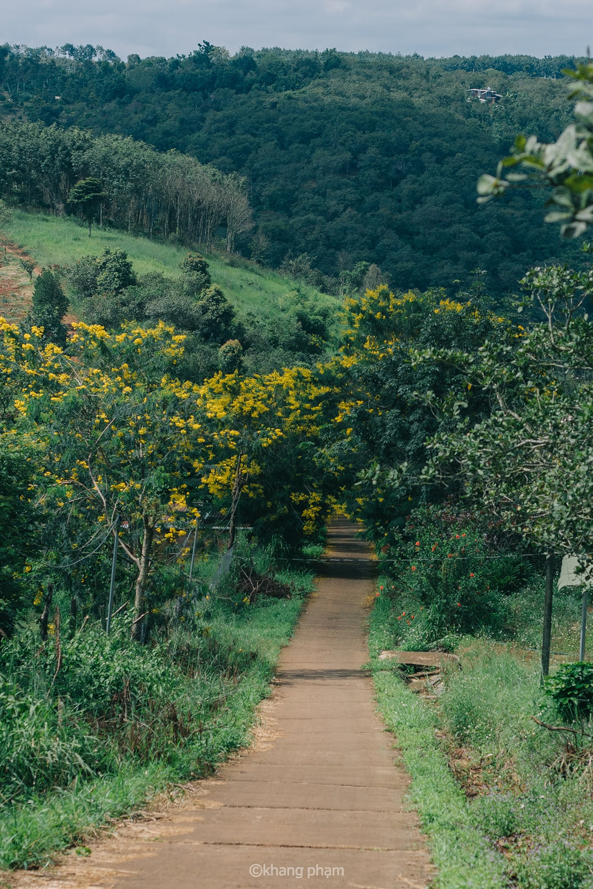 Dak Nong's Town of Golden Flowers