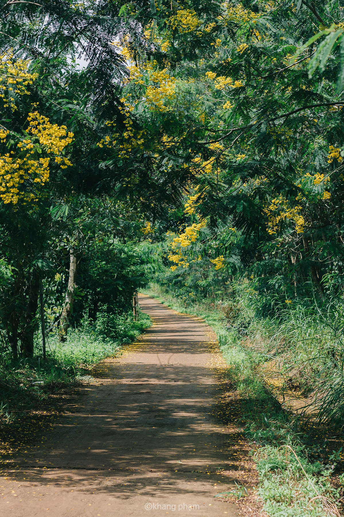 Dak Nong's Town of Golden Flowers