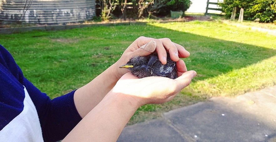Vietnamese Wife Rescues Old Pets in Australia