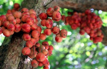 Enjoying Sweet Fruits from the 