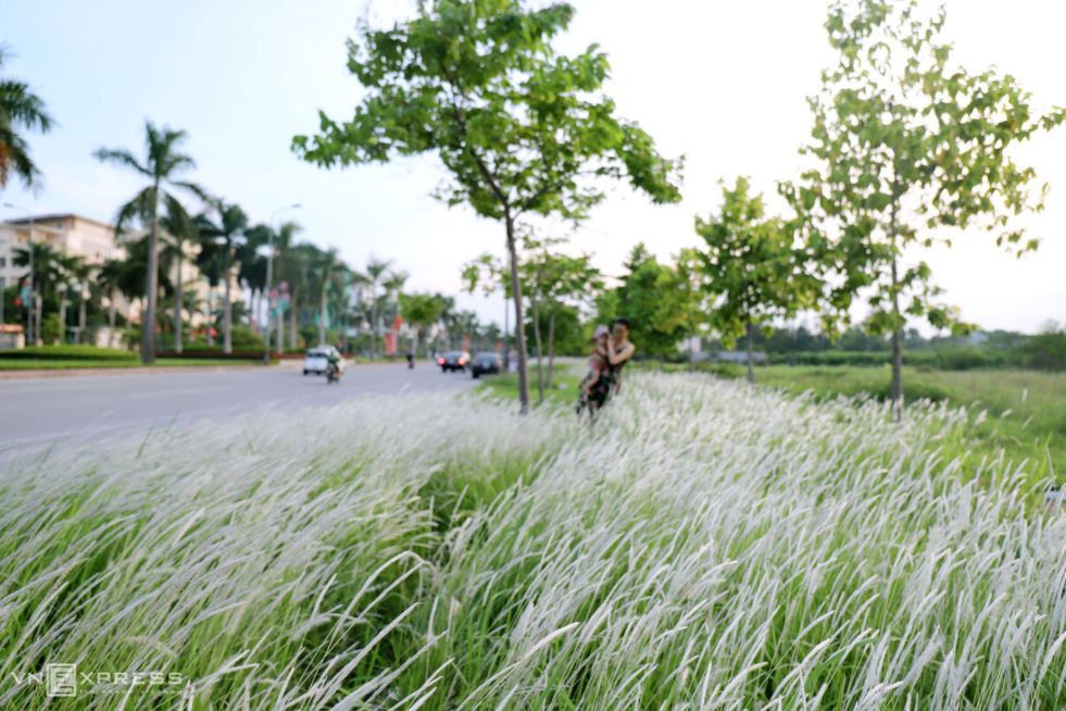 reed field in ha tinh new trending check in site in vietnam