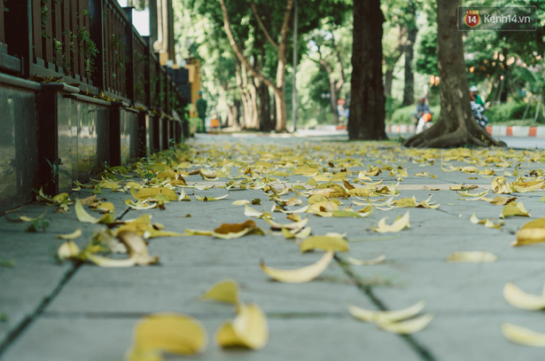 Hanoi golden leaf road: one of the capital's most famous autumn specialties