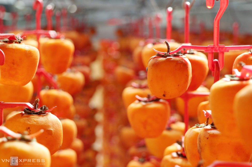 The profession of producing "wind-hanging" persimmons in Da Lat