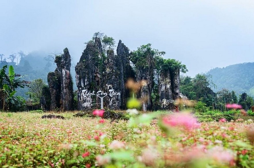 Picturesque Destinations to Admire Buckwheat Flowers in Ha Giang