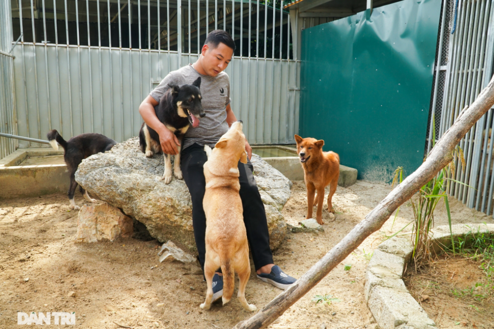 video vietnams ancient hunting dog breed revived