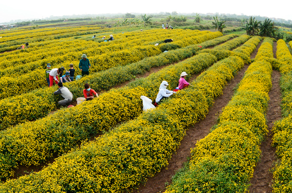 the brilliant fields of yellow daisies