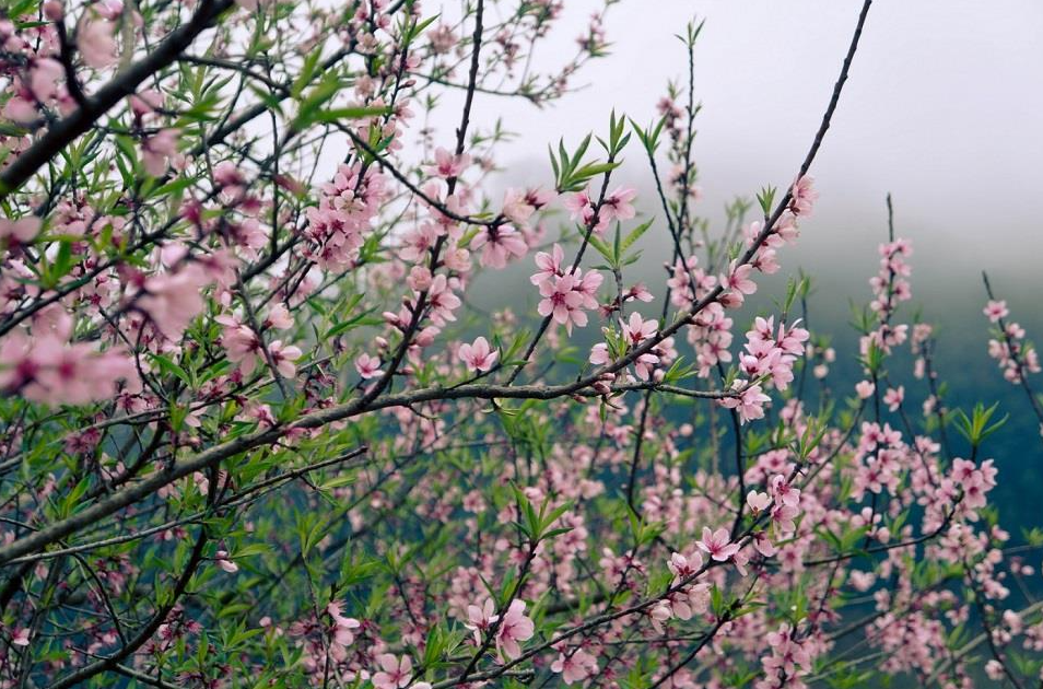 Traveling throughout flower seasons in Vietnam's northwest