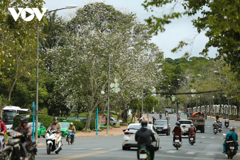 mountain ebony northwest special flowers enter full blooming season in da lat