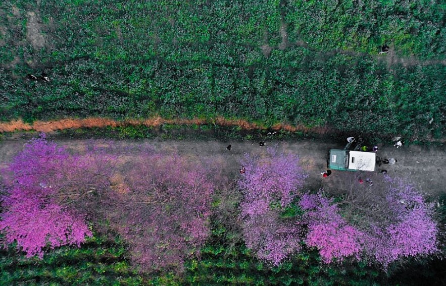 Sour Cherry Blooms in Da Lat in Chilly Weather Sour Cherry Blooms in Da Lat in Chilly Weather