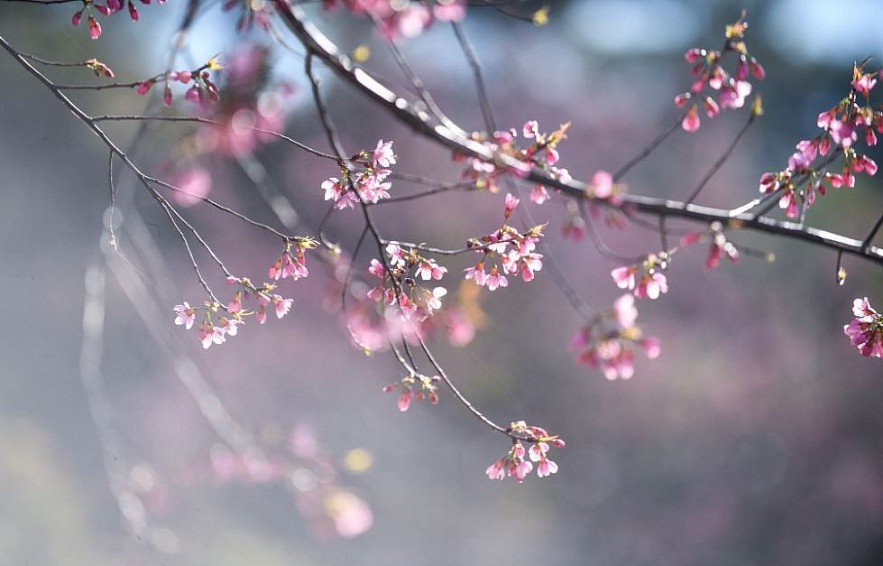 Sour Cherry Blooms in Da Lat in Chilly Weather Sour Cherry Blooms in Da Lat in Chilly Weather