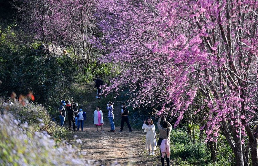 Sour Cherry Blooms in Da Lat in Chilly Weather Sour Cherry Blooms in Da Lat in Chilly Weather