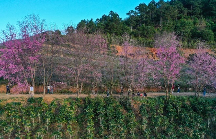 Sour Cherry Blooms in Da Lat in Chilly Weather Sour Cherry Blooms in Da Lat in Chilly Weather