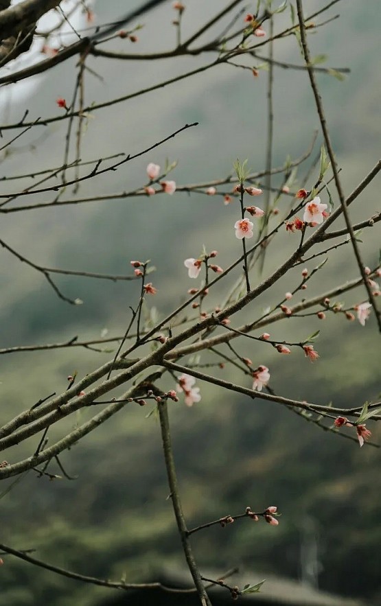 H'mong Ethnic Culture identity Kept in Pa Vi Ha Village