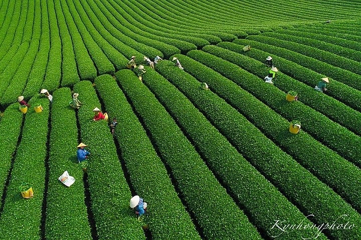 Mesmerizing Moc Chau Tea Hill from Above