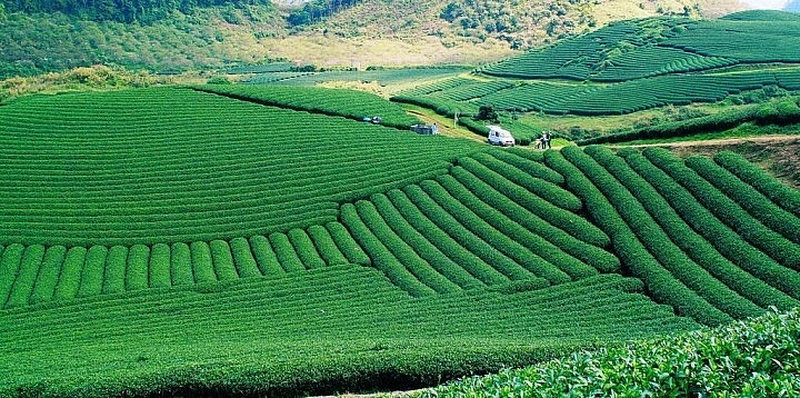 Mesmerizing Moc Chau Tea Hill from Above