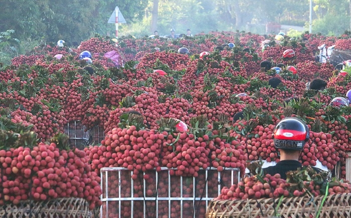 Bac Giang to boost domestic lychee consumption due to export difficulties